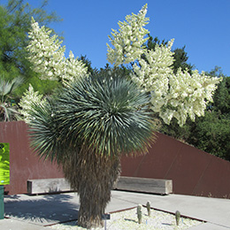 Yucca rostrata, Beaked Yucca